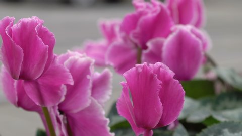 cyclamen flower close up,pink flowers bloom in flower beds and people walk blurred background