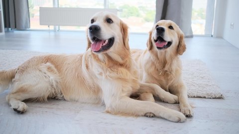 Pair of golden retriever dogs kissing on floor in light room