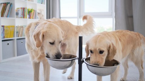 Couple of golden retriever dogs drinking water from bowl on stand at home