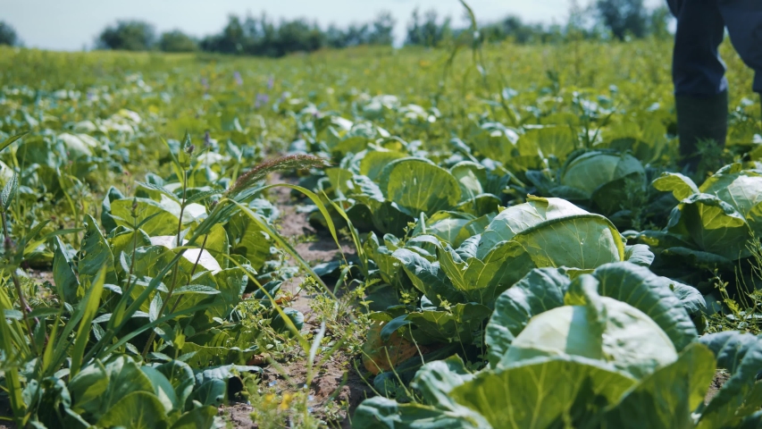 Rows of nutritious natural savoy cabbage plants growing on large agricultural rural field farmland landscape outdoors. Production of eco vegetables. Organics.