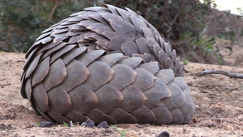 Close view of African pangolin lying on ground and looking around Royalty-Free Stock Footage #1058311915