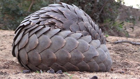 Close view of African pangolin lying on ground and looking around