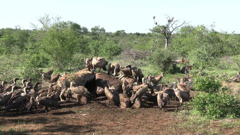 Hyena and Flock of Vultures Eating Flesh From Dead Giraffe. Animals and Wildlife in Kruger National Park, South Africa