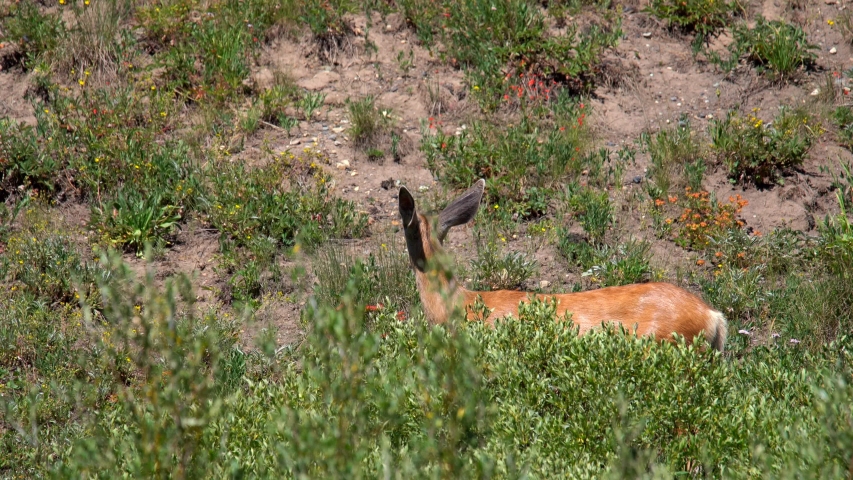 Mule deer grazing in the mountain of Colorado