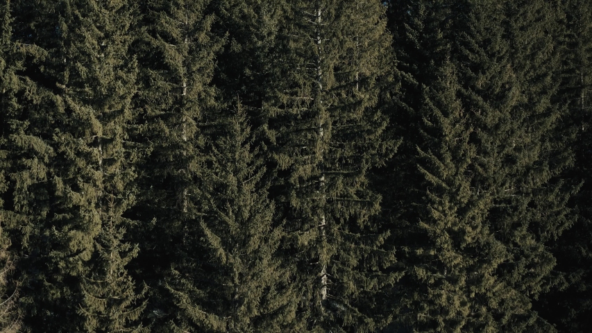 Rise over huge spruce trees behind which a view of the snow-capped mountains opens. High Tatras Mountains, Slovakia, Chopok