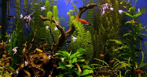 Beautiful freshwater aquarium with green plants and many fish. Freshwater aquarium with a large flock of fish. Beautiful aquarium landscape. Aqua space.
