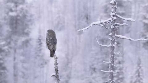 Great Grey Owl (Strix nebulosa) sitting on a old dead tree and looking around during a cold wintery day in Finnish taiga forest near Kuusamo, Northern Europe.	