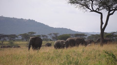 Elephant Family in Green Meadow of African Savannah. Animals in Conservation Area of National Park, Africa