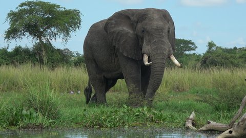 African savanna elephant (Loxodonta africana) standing at the waterside.