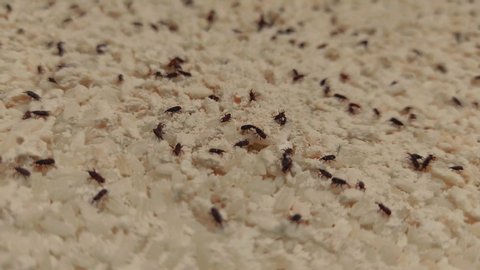Macro HD video of rice weevil insects group moving on the white rice.