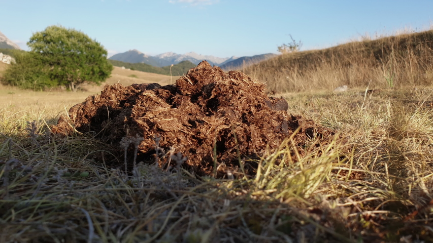 Big mound of dog on grass