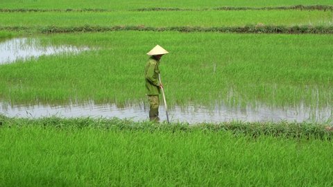 Hoi An, Vietnam - June 29, 2020 : Vietnamese old man working in a green rice field in the evening near Hoi An, Vietnam