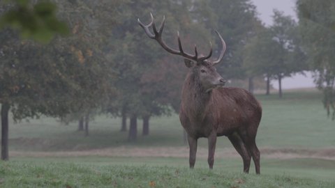 static shot of a Red deer stag with one strange antler against a background of trees.