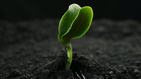 Growing plants in timelapse, Sprouts Germination newborn plant