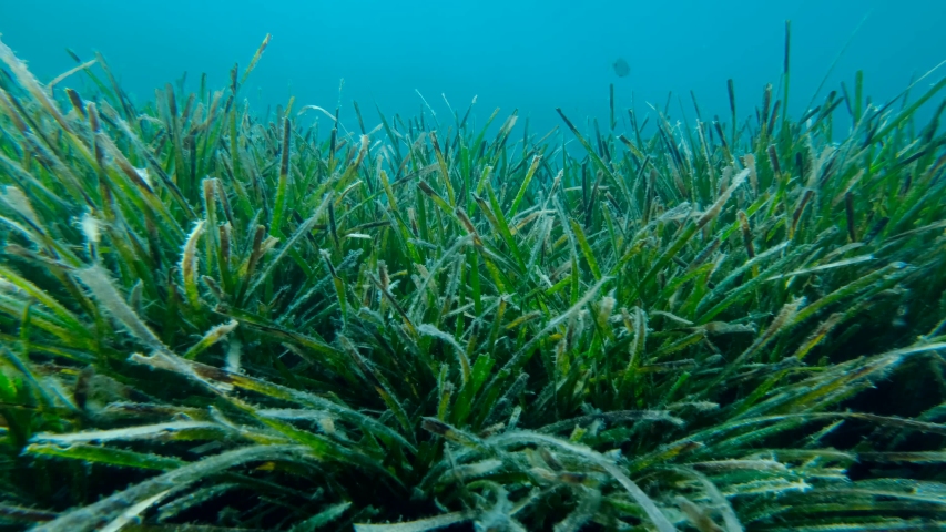 algae on sea floor 1 Stock Footage Video (100% Royalty-free) 7039324 ...