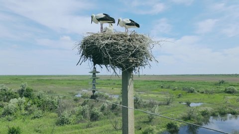 Aerial view, Three young White storks in a nest on a pillar on background blue sky with clouds. White stork (Ciconia ciconia) Rotation 360 degrees. Danube Biosphere Reserve, Danube delta, Ukraine