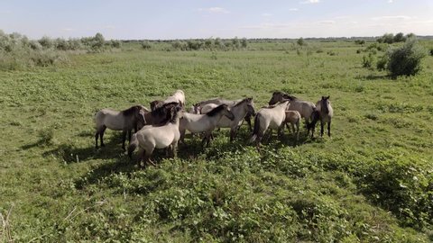 A herd of wild horses grazes on a green meadow. Wild Konik or Polish primitive horse. Camera rotation. Ermakov island, Danube Biosphere Reserve in Danube delta, Ukraine