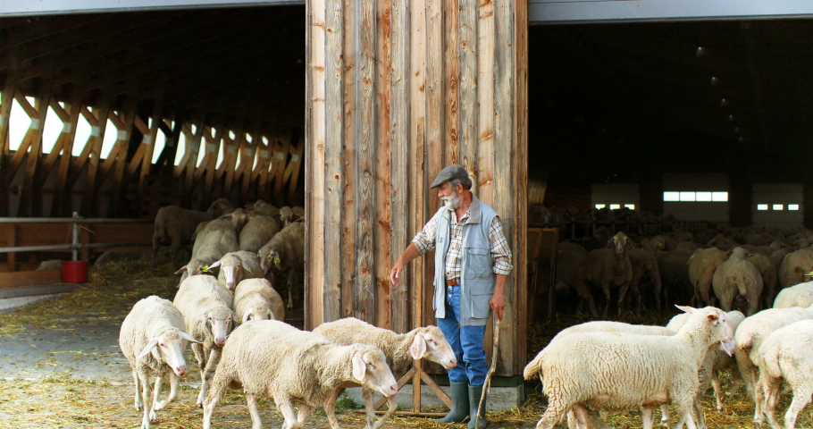 Caucasian old man pensioner working at livestock farm and leading sheep flock in and out of stable. Senior male shepherd with cattle. Countryside living. Village farming concept. | Shutterstock HD Video #1058329162