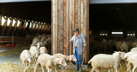 Caucasian old man pensioner working at livestock farm and leading sheep flock in and out of stable. Senior male shepherd with cattle. Countryside living. Village farming concept.