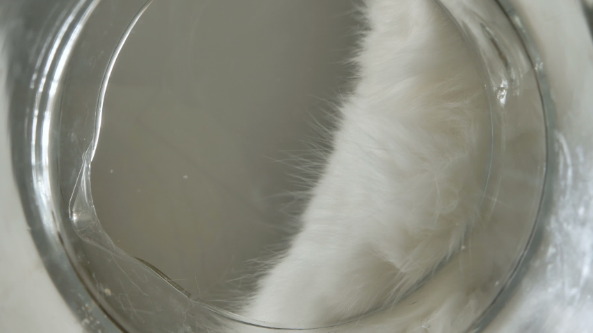A funny white domestic cat drinks water from a glass cup and sticks its paw into the water, bottom view | Shutterstock HD Video #1058331406