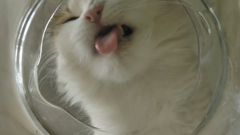A funny white domestic cat drinks water from a glass cup and sticks its paw into the water, bottom view