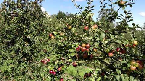 Apple tree loaded with rich red fruit, very attractive, sweet and fresh apples