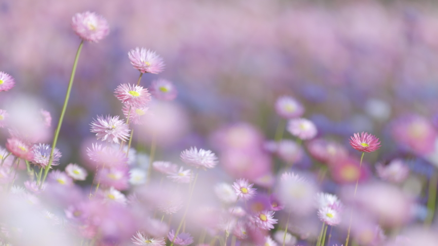 Wild flowers in bloom, pastel colours. Filmed in Western Australia. Bokeh pink flower background. Paper daisies. | Shutterstock HD Video #1058346559