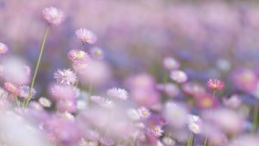 Wild flowers in bloom, pastel colours. Filmed in Western Australia. Bokeh pink flower background. Paper daisies. - Powered by Shutterstock - Get 15% off with code: PIKWIZARD15