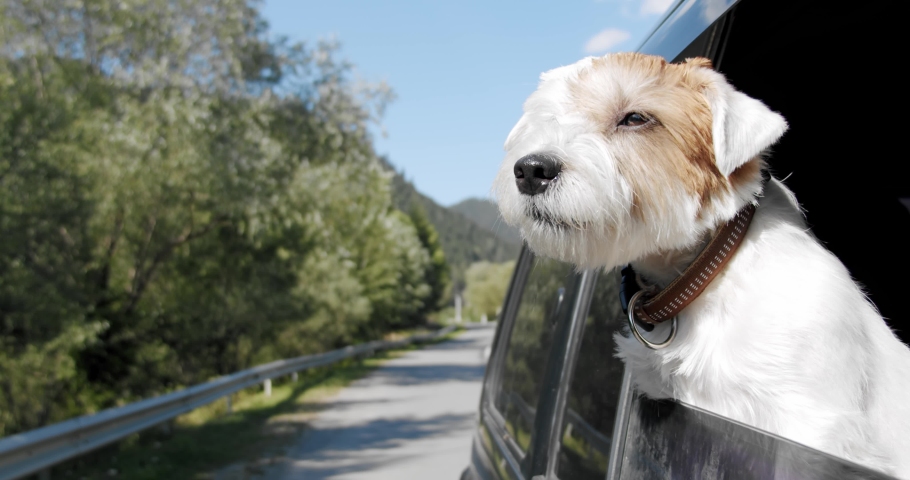 Jack Russell Terrier looks out the open window of the car. Close up Slow motion 