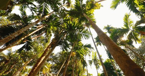 Goa, India. Sunny Canopy Of Palm Trees. Upper Branches Of Woods In Jungle Forest. Low Angle View. Bottom Wide Angle View Of Tall Palm Tree, Sky Background.