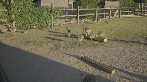A flock of baby ostriches walking in the aviary. Young ostriches eating outside.