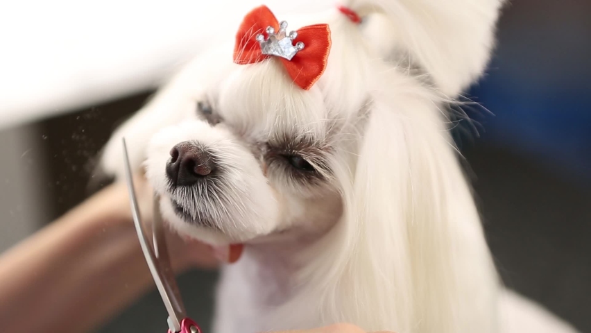 Groomer specialist grooms little white Maltese toy dog in vet clinic. Professional pet grooming footage filmed in close up. Video clip of beautiful groomed puppy in veterinarian clinic | Shutterstock HD Video #1058350915