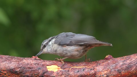 eurasian nuthatch bird feed on hazelnut hammering fast moving