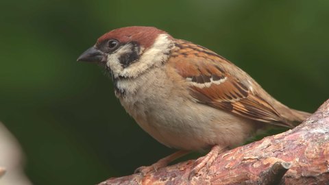 tree sparrow close up view perched on branch watching alerted fly away