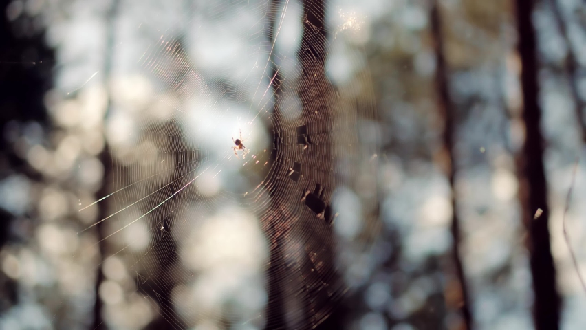 Spider And Spider Web In Forest. Sun Rays Through Spider Web In Morning Pine Forest. Arachnid Animal And Cobweb In Wood. Autumn Woodland Nature.  Wildlife Insect Cobweb On Tree. Scenic Idyllic Fall Royalty-Free Stock Footage #1058360248