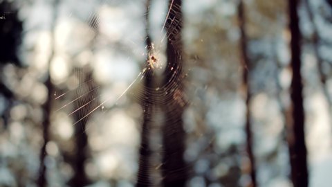 Spider And Spider Web In Forest. Sun Rays Through Spider Web In Morning Pine Forest. Arachnid Animal And Cobweb In Wood. Autumn Woodland Nature.  Wildlife Insect Cobweb On Tree. Scenic Idyllic Fall