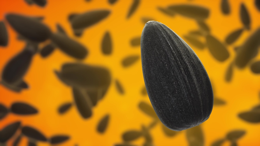 Black sunflower seeds on orange background. Single Sunflower seed closeup macro shot isolated in the foreground. Shallow depth of field. Template for advertising, presentation, film. 3d animation 4K