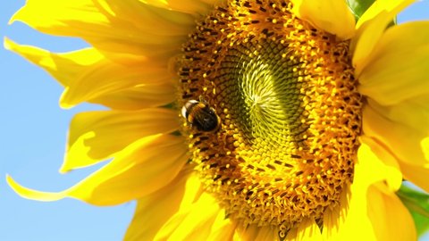 Yellow Sunflower Head on the Wind with Working Bee Collecting Nectar. Macro footage of bumblebee and bee covered with pollen in 4K