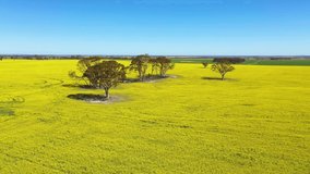 Aerial video of yellow rapeseed fields in the beginning of Australian spring in York,Western Australia.