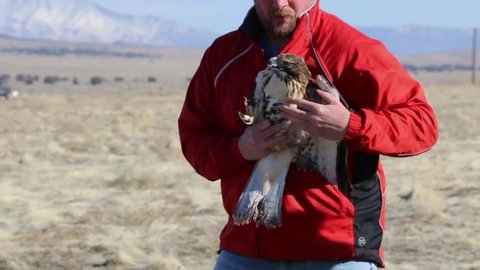 CIRCA 2019 DPG Environmental releases injured birds of prey from captivity into the wilderness near Dugway Proving Grounds, Utah.