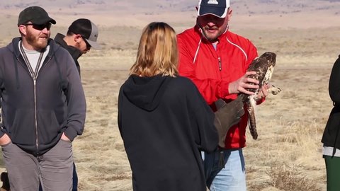 CIRCA 2019 DPG Environmental releases injured birds of prey from captivity into the wilderness near Dugway Proving Grounds, Utah.