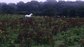 White Horse Standing In The Field With Lush Trees On The Background In Northern Ireland, - wide shot - Powered by Shutterstock - Get 15% off with code: PIKWIZARD15
