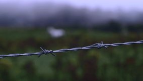 Racking Focus Between Barbed Wire And A White Horse On The Misty Grassland In Northern Ireland - wide shot - Powered by Shutterstock - Get 15% off with code: PIKWIZARD15