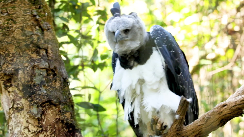 Harpy eagle Stock Video Footage - 4K and HD Video Clips | Shutterstock