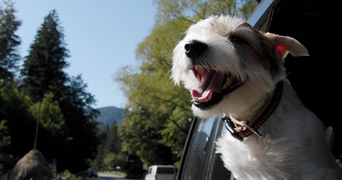 Jack Russell Terrier looks out the open window of the car. Close up Slow motion