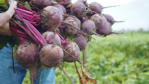 Couple of farmers showing harvesting organic beetroot stacks picking up vegetables in agricultural field outdoor. Cultivation. Agribusiness.