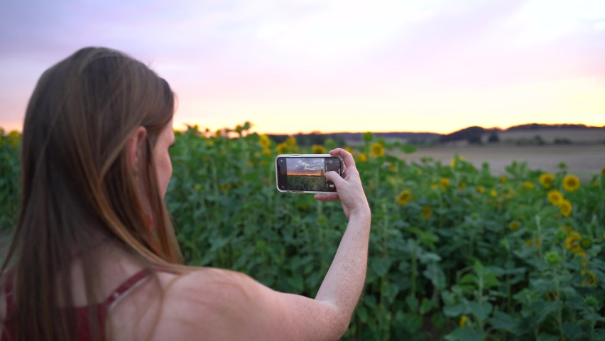 Zoom out shot of woman using smartphone to take picture of sunflower plants growing in farm during sunset. High quality 4k footage