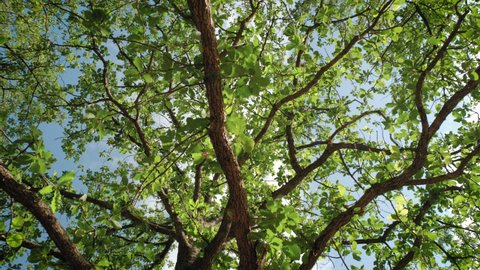 View of a large oak tree looking up through a forest canopy of brown tree branches with delicate lush green leaves and blue sky in the background.