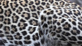 Close-up of a leopard's coat with motion as it breaths showing the detail of the spotted rosettes pattern of the fur. - Powered by Shutterstock - Get 15% off with code: PIKWIZARD15