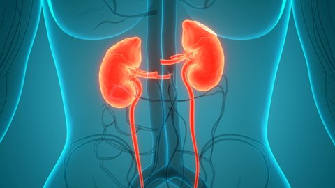 Human Urinary System Kidneys Anatomy Animation Concept. 3D